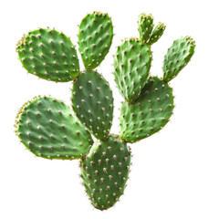 Stunning Closeup of a Prickly Pear Cactus Pad, Vibrant Green Hues, Detailed Texture, Isolated on Black Background Botanical Beauty