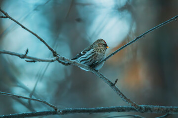 redpoll on a branch