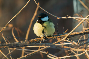 great tit on branch