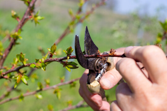 A gardener trims young branches of young fruit trees with pruning shears on a spring day. Forming the crown of a tree