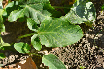 Spotted arum leaves