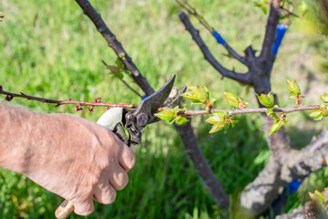 A gardener trims young branches of young fruit trees with pruning shears on a spring day. Sanitary pruning