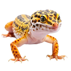 Obraz premium Adorable Leopard Gecko Reptile Closeup Studio Shot Pet Cute Skin Eyes Face Black Brown 