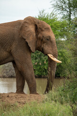 Obraz premium A magnificent, majestic elephant stands gracefully beside a serene water source, showcasing the beauty of nature