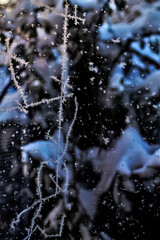 Mróz wymalowany na szybie