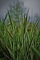 Zielona trawa okryta rosą w deszczowy dzień