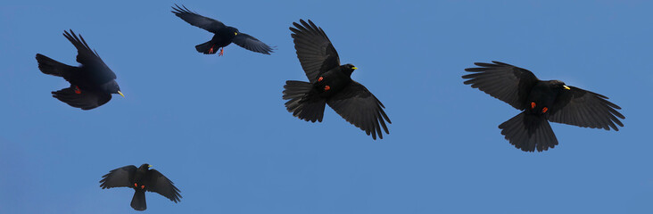 Alpenkrähe (Pyrrhocorax pyrrhocorax) mehrere Tiere im Flug, Panorama 