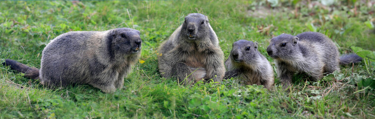 Alpenmurmeltier (Marmota marmota) Gruppe mit Jungtieren sitzt im Gras, Panorama 