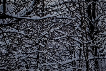 Zaśnieżone gałęzie zimą © Oliwia
