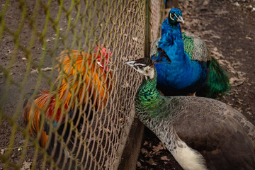 Conflict between peacock and rooster, cage neighbors. Birds deprived of freedom. © Dumitru