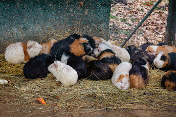 Guinea pigs they sit next to each other to keep warm in winter. The piglets are in the cage.