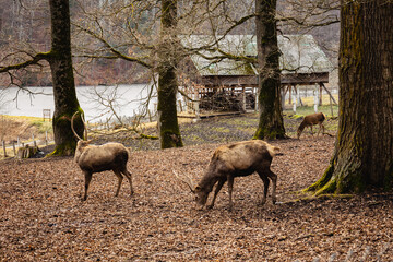 Two deer grazing on grass. The color of their fur is like tree trunks and withered leaves.