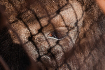 Close up picture. The face of a bison. The shadows of the bars are visible on his face. Sadness can...