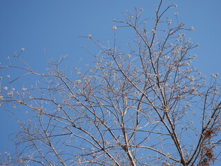 ナンキンハゼの木が実をつけた