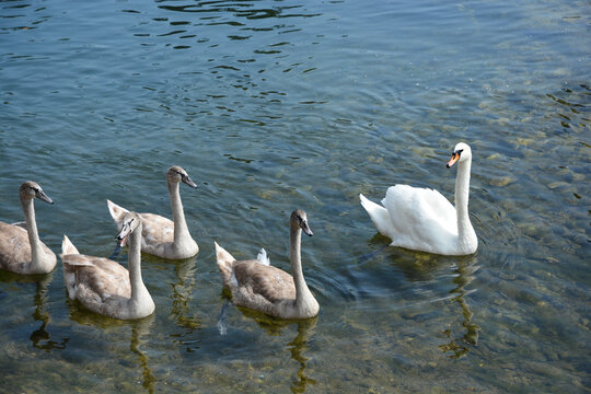 A group of swans, including several young swans, swimming in the clear, shallow waters of the Dobra River in Jaskovo