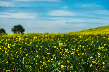 Matera province: spring countryside landscape 