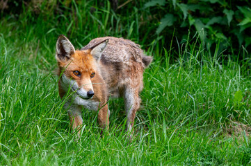 Adult red fox, vulpes vulpes, with spring moult fur
