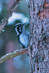 lesser spotted woodpecker on a tree