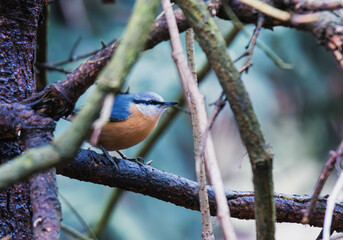 nuthatch on a branch