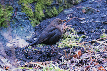 blackbird on ground