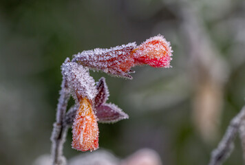 Frosted plant in the morning