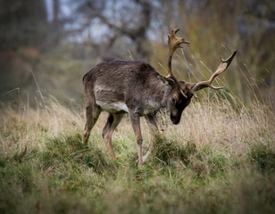 Stag Deer walking through the undergrowth