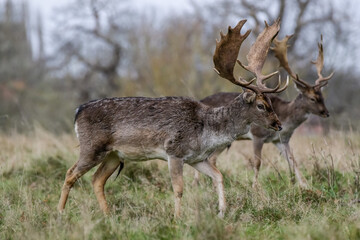Mature Stag Deer walking with the herd