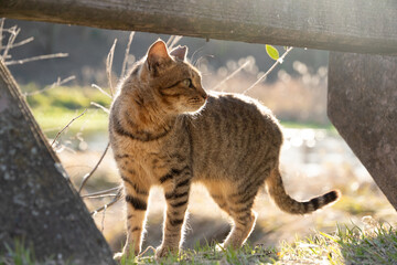 日差しが強い中ぽわっと柔らかい雰囲気の池の側のキジトラ柄の野良猫