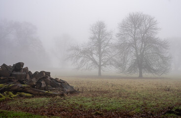 Misty woodland scene