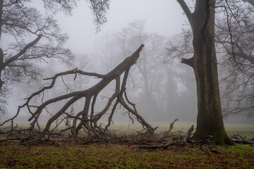 Fallen branch in a misty woodland