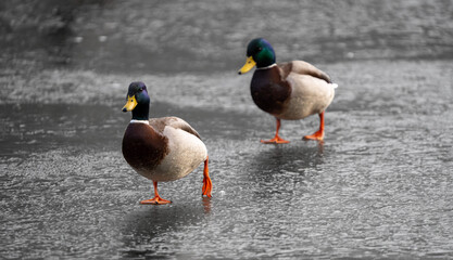 Ducks walking on Ice