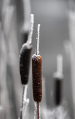 Frosty Bullrush in the Winter