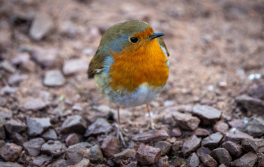 Robin in winter sitting on the stones
