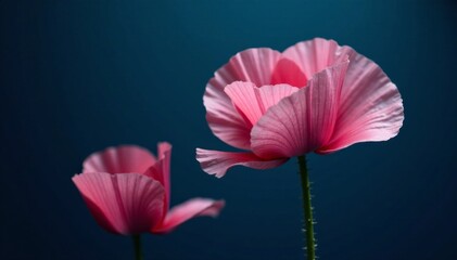 Delicate pink poppy flower blooms on dark blue background, floral, bloom