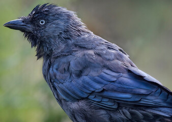 A close up of a Western Jackdaw (Eurasian, European Jackdaw)
