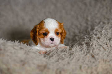 small dog puppy 1 month cavalier king charles spaniel sits on chair in evening