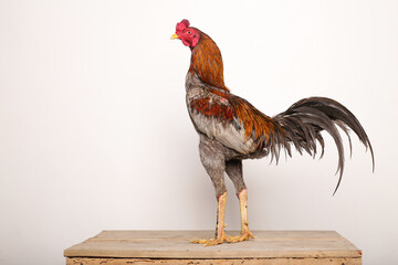 A gray rooster stands proudly on a wooden table with a white background
