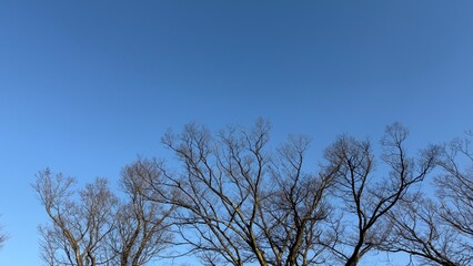 澄んだ青空の下に広がる、冬の枯れ木を写した穏やかな写真です。冬の自然のシンプルさが、静かで平和な雰囲気を生み出しています。