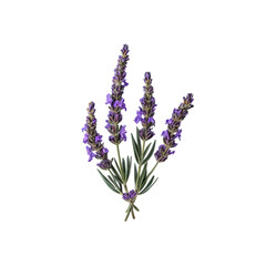 Obraz premium Lavender's Delicate Embrace: A close-up image of fresh lavender sprigs with vibrant purple flowers and delicate green foliage, symbolizing peace, calm, and natural beauty.