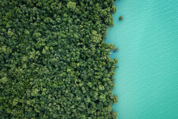 An aerial view of a lush mangrove forest with a river.