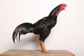 A black rooster stands proudly on a wooden table with a white background