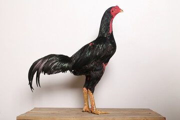 A black rooster stands proudly on a wooden table with a white background