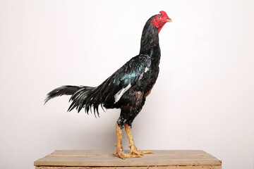 A black rooster stands proudly on a wooden table with a white background