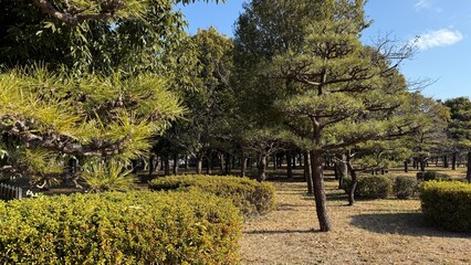 整えられた松の木と鮮やかな緑が広がる伝統的な日本庭園を写した写真です。静かで調和のとれた雰囲気を感じさせます。