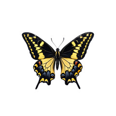 Obraz premium Exquisite Butterfly: An isolated butterfly with intricate patterns and vibrant colors, showcased in a photorealistic depiction of natural beauty.
