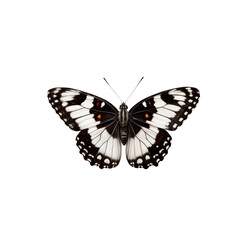 Black and White Butterfly: An intricate black and white butterfly, with vibrant orange markings on its wings, exhibits its elegance in a detailed photograph.