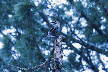 nutcracker on a branch