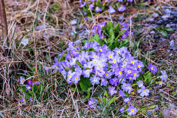 Fototapeta premium flowers in the garden