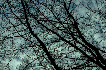 trees in the sky
