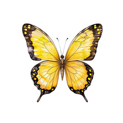 Fototapeta premium Golden Butterfly: A vibrant yellow butterfly with delicate black markings on its wings, showcasing intricate details in a watercolor-like style. 
